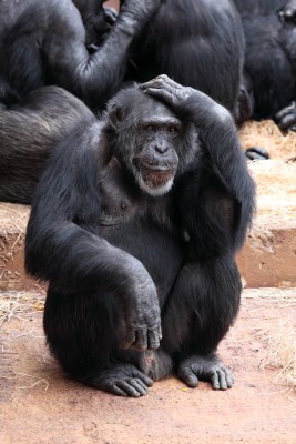 Denkender Schimpanse